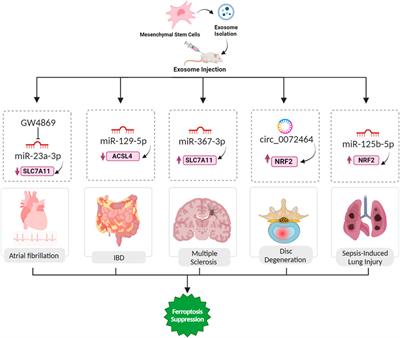 Ferroptosis-related exosomal non-coding RNAs: promising targets in pathogenesis and treatment of non-malignant diseases